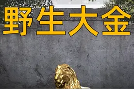 你可能损失了一个亿！农场野生大金点位你都知道吗？