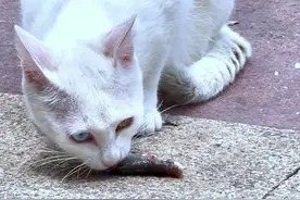 部分粉丝要猫咪吃生鱼的纯享版，发表下你们的想法吧。 #猫吃生鱼