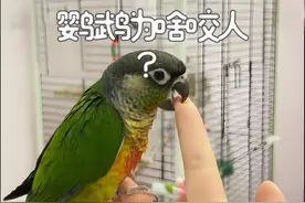鹦鹉为啥咬人？其实它是在和你“说话”！