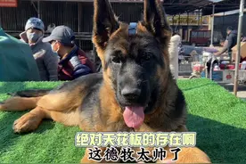 德牧专业户又上硬货了，这德牧绝对“天花板”的纯在，太帅气了！