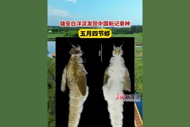雄安白洋淀发现中国新记录种——五月四节蜉，这种敏感型清洁指示种水生昆虫的出现，也揭示着白洋淀水生态系统持续向好。视频封面