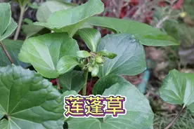 大吴风草,本草名莲蓬草 #识百草 #草药植物知识百科大全 #中药材视频封面