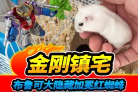 布鲁可变形金刚星辰2弹，大隐藏皇冠加冕红蜘蛛，挂仓鼠家里镇宅