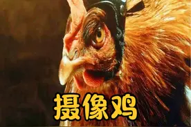 鸡头上戴个摄像头，就成了天然的防抖神器，原理是什么？ #稳定器 #鸡头防抖 #神奇动物在抖音 #涨知识 #趣味实验