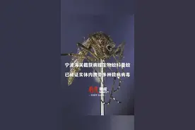 全国首次！#宁波海关截获病媒生物蚊科曼蚊 ，已被证实体内携带多种致病病毒