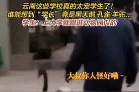 云南这些学校真的太宠学生了！谁能想到“学长”竟是黑天鹅 孔雀 羊驼...#动物 #搞笑 #有一种叫云南的生活 #大学 #美好生活在云南 （来源：@四月槐 ）视频封面