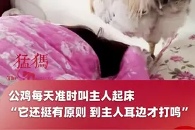公鸡每天准时叫主人起床，“它还挺有原则 到主人耳边才打鸣”，网友：这要在我旁边叫一下得聋视频封面
