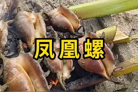 凤凰螺，长有可伸缩的眼睛！ #凤凰螺 #科普 #涨知识视频封面