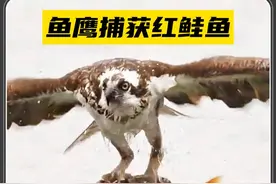 鱼鹰落水捕获大红鲑鱼，实在太不可思议了 #动物世界 #神奇动物在抖音 #野生动物零距离视频封面