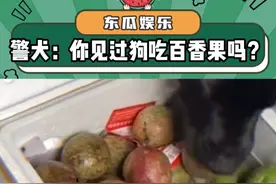 警犬：你见过狗吃百香果？！#万万没想到 #看一次笑一次 #狗狗：已老实求放过 #娱乐评论大赏视频封面