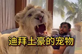 迪拜土豪是如何把猛兽狮子当成宠物的？ #猛兽 #迪拜土豪 #宠物视频封面