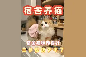 宿舍也能0风险养猫❗❗ 🐾宿舍养猫の核心奥义✨    
1️⃣💌宿管攻略：罐头盒+纸箱📦=阿姨の爱心暴击💘  
2️⃣🛒平替法则：鸡窝当猫窝/蛋黄替卵磷脂🥚（穷养≠渣养！）  
3️⃣🎓学生Buff：学生证薅5折猫粮💸+补贴狂魔模式🔥  
📌宿舍养猫虽好但是有很多的问题，小猫不是玩具，如果你决定好养它请善待它ღ( ´･ᴗ･` )比心#猫咪 #宿舍养猫 #新手养猫 #猫咪科普 @DOU+上热门