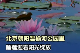 【北京朝阳区温榆河公园里，睡莲迎着阳光绽放】 夏日里迎着阳光绽放的睡莲，随着微风摇曳起舞，奏响初夏的花之乐章。（拍客 金春花）#温榆河公园里睡莲绽放