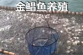 养殖金鲳鱼 #金鲳鱼 #鲳鱼视频封面