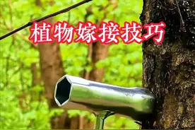 植物嫁接技巧！ #种植小技巧 #嫁接 #种植 #实用小技巧 #嫁接技术