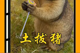 贫瘠的高原上也能长出胖胖的猪，他就是世界上最肥的老鼠：土拨鼠 #神奇动物在抖音 #土拨鼠打架 #野生动物零距离 #土拨鼠 #动物科普视频封面