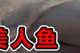 世界上"最罕见"的10大美人鱼画面 #科学脑洞上分赛 #神奇动物在抖音 #动物科普 #奇闻趣事 #美人鱼视频封面