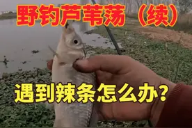 野钓芦苇荡（续），意外碰到辣条，差一点踩小可爱身上 #冬季大板鲫避小钓大有妙招 #原来钓鱼才是抖音运动顶流 #解锁秋冬钓鱼爆护的秘密 #抖音钓鱼人 #野钓遇到蛇怎么办