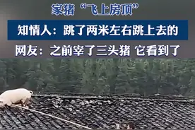 家猪“飞”上房顶，知情人：跳了两米左右跳上去的，“之前宰了三头猪 它看到了” #猪  #万物有灵  #万万想不到