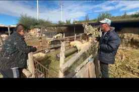 内蒙羊贩子来大哥家买羊羔，大哥要价580一只，看看能成交吗 #羊视频封面