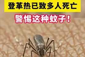 警惕登革热，已致全球多人死亡！看见这种蚊子一定要小心，避免叮咬#登革热 #蚊虫叮咬 #科学预防登革热 #硬核健康科普行动  #听医生一句劝视频封面