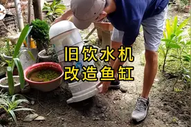 旧饮水机改造鱼缸#鱼缸 #鱼缸造景 #水族箱 #水族造景