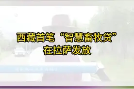 农牧户单户最高可贷1000万元，企业主体最高可贷3000万元。#贷款 #畜牧业 #西藏