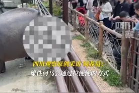 4月11日（采访），浙江湖州。#饲养员回应河马对游客喷射式排泄粪便：雄性河马会通过拉便便的方式标注领地，这也是它独特的“欢迎仪式”。视频封面