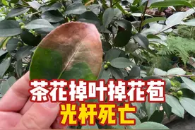 茶花掉叶掉花苞，焦尖干枯，茶花怎么养 #养花 #茶花 #茶花掉叶视频封面