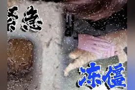 流浪小猫被卡住，被人发现时，身体已经冻僵，好心人一家紧急救援视频封面
