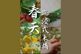 春天来了，又到了云南人吃“绿化带”的季节了！ #春天的味道 #采摘 #新鲜采摘 #沉浸式 #田园生活视频封面