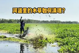 河道里的水草如何清理？ #科普 #解压 #河道清理 #涨知识 #内容启发搜索