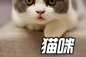 原来猫咪是能看懂人类的亲热行为的，而且很爱看#猫咪的迷惑行为 #动物科普 #动物解说 #奇怪的知识增加了 #小猫