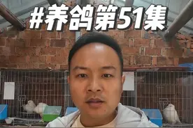 一百万回农村养鸽子多长时间可以赚回一百万呢？第51集 #又在骗我养鸽子 #我的养殖生活 #农村创业养殖 #养鸽人视频封面