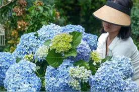 大花绣球品种太多，如何选适合自己的？ #绣球花 #爱生活爱养花 #花卉绿植 #好看的花一定要分享给你 #海蒂的花园 @抖音短视频视频封面