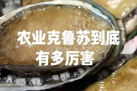 鲍鱼为什么越来越便宜？ 农业克鲁苏到底多厉害？ #内容启发搜索