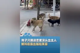 7月2日，贵州铜仁，狗子只顾“谈恋爱”没认出主人，被叫后露出尴尬笑容：没追到小母狗，回家emo了 @sunnyy视频封面