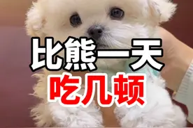 你们家的比熊一天吃几顿？ #比熊 #比熊幼犬 #养宠问题找安爸视频封面