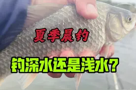 起了个大早，为何依旧钓不到鱼？夏季钓鱼到底是选浅还是选深？视频封面