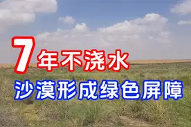 7年一滴水不浇！沙漠土壤化后形成自然绿色生态屏障 #沙漠土壤化视频封面