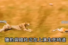 超级狮群, 斑马瞬间被分食殆尽, 为果腹狮王上阵助母狮捕猎野牛,视频封面