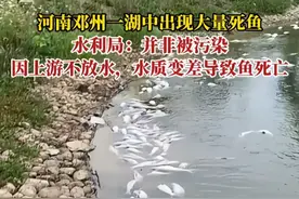纵览热点｜河南邓州一湖中漂浮大量死鱼，水利局：并非被污染，因上游不放水，水质变差导致鱼死亡