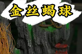 色泽金黄，吃起来嘎嘎香的金丝蝎球，你们觉得这个下酒安不安逸！#新农人计划2024#乡村守护人#治愈系乡村美食#乡村美食家