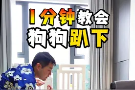 训练狗狗趴下详细教程！ 聪明的小狗都学会了#训犬  #幼犬训练  #狗狗趴下教学  #新手养狗  #如何训练小狗视频封面