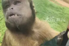 合肥动物园“丑”猴子出圈了 游客：这猴子真“得味” 保育员说看着丑其实很聪明视频封面