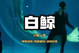 白鲸：今天又吓哭5个，还差5个指标 #海洋生物 #逗比白鲸 #白鲸 #大白鲸今天的任务完成 #一起看看海底世界