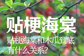 贴梗海棠和木瓜到底有什么关系？（蔷薇科木瓜海棠属） #植物科普 #自然奇境科普季 #春日盛放 #涨知识 #海棠