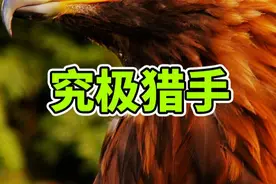 同等重量，最强猎手 #动物世界 #动物科普视频封面