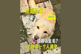你管这叫狼族后裔？ #中华田园犬 #狼 #串串狗 #德国牧羊犬 #金毛视频封面