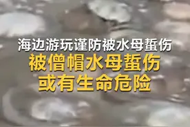 海边游玩谨防被水母蜇伤！#被僧帽水母蜇伤或有生命危险 ，#拍碎后的水母短时间内仍会蜇人视频封面